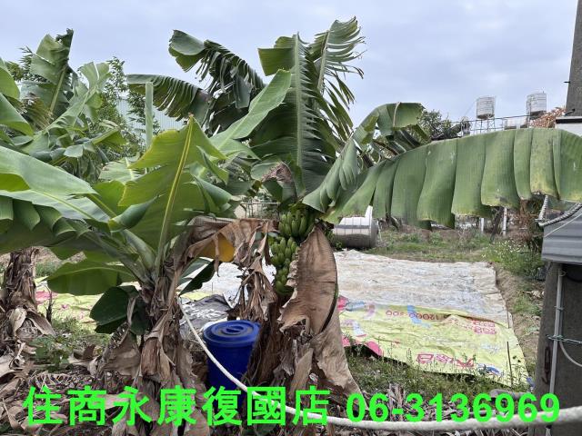 仁德農地-4