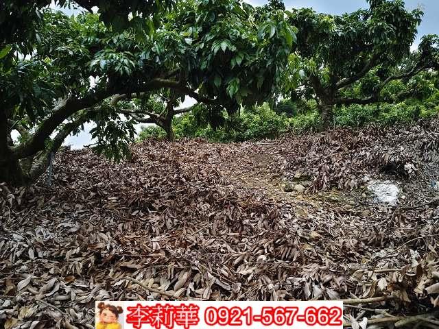 高雄大樹農地-11