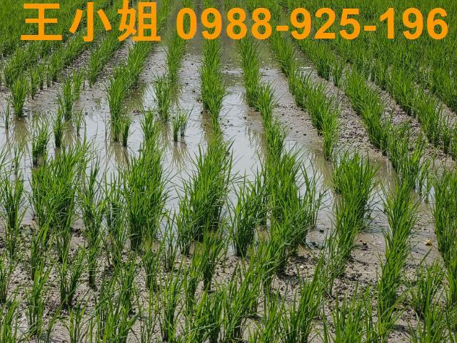 桃園桃園區農地-1