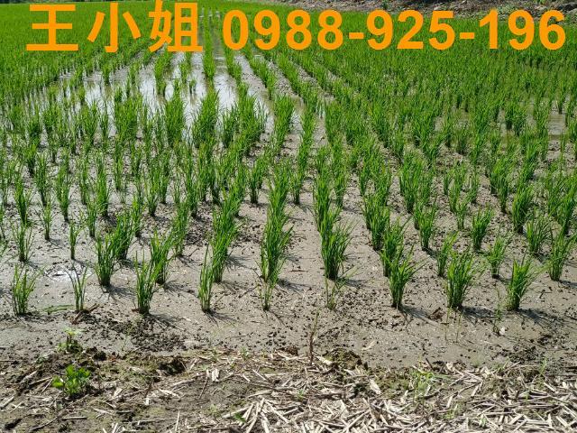 桃園桃園區農地-2