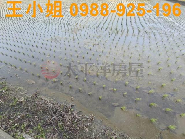 桃園桃園區農地-3