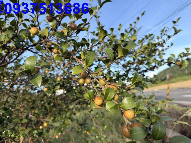 宜蘭農地-1