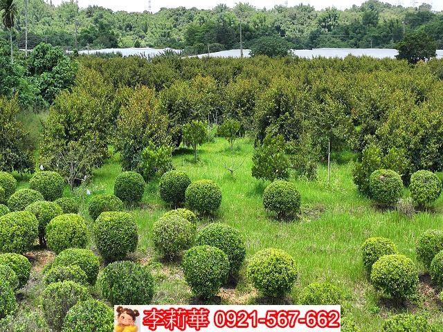 台南大內農地-2