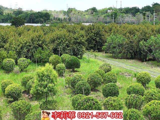 台南大內農地-3