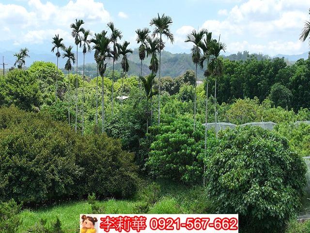 台南大內農地-7