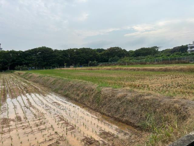 大雅農地-1