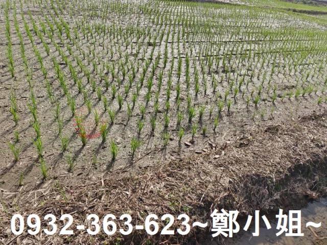 桃園區農地-4