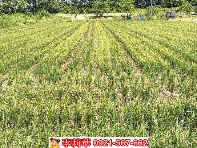 台南善化農地-2
