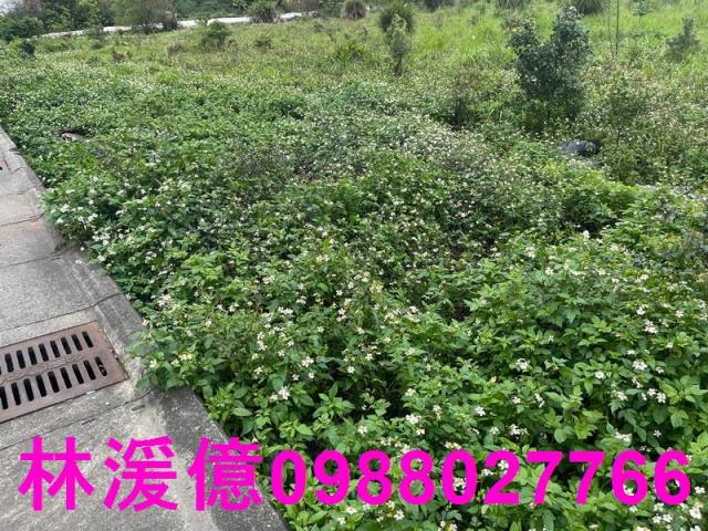 中壢農地-3