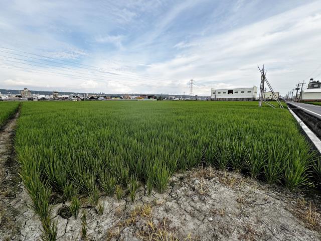 龍井農地-2