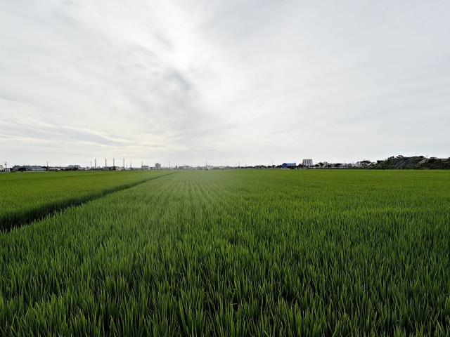 龍井農地-3