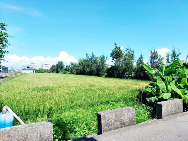 線西農地-3