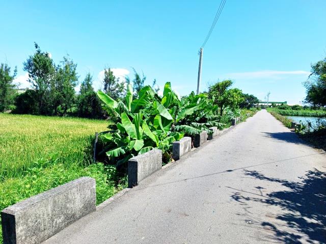 線西農地-4