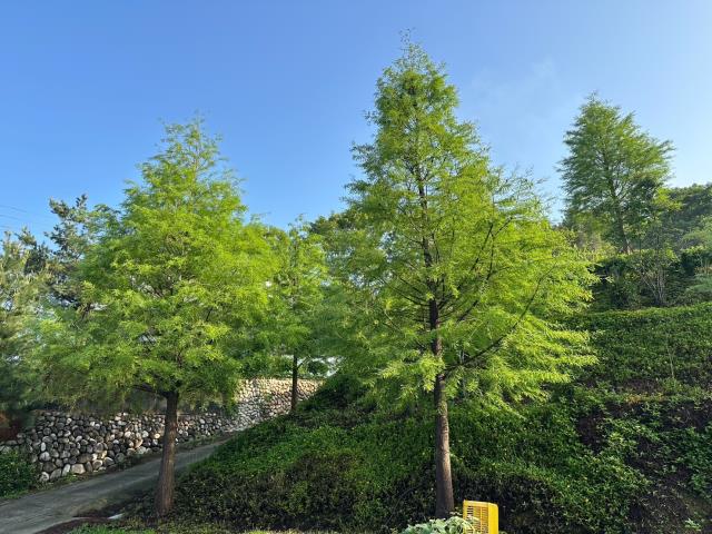 台中東勢農地-10