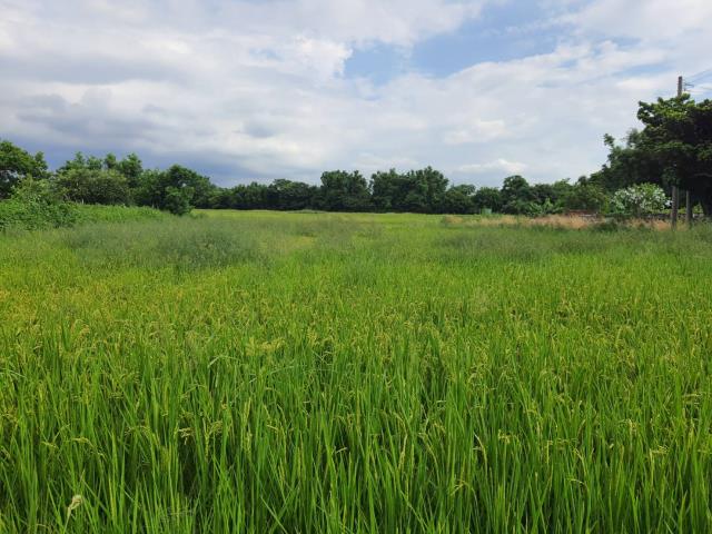 桃園蘆竹農地-2