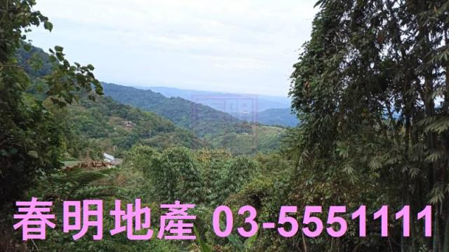 新竹林地-5