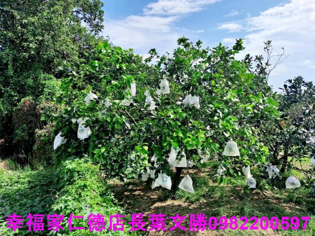 台南佳里農地-6