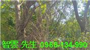 蘆竹工業地-1