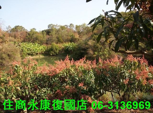 台南農地-1