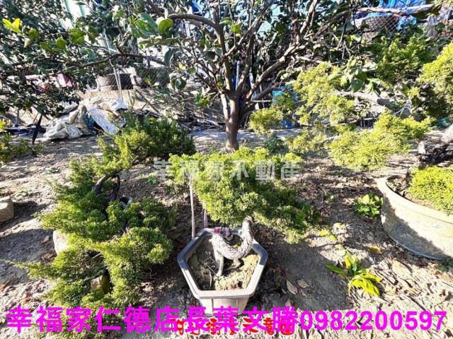 麻豆農地-4
