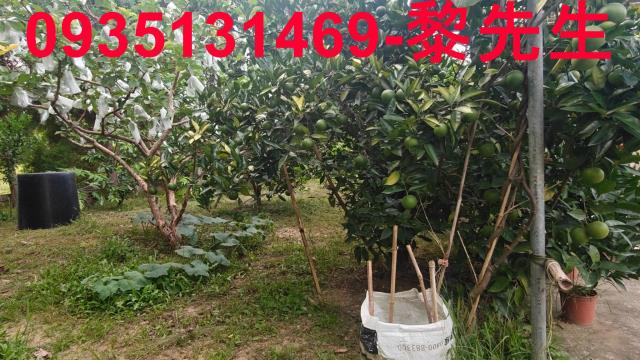 新竹農地-11