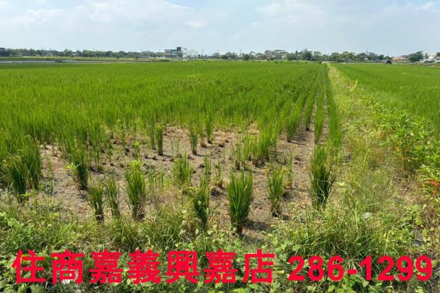 鹿草農地-4