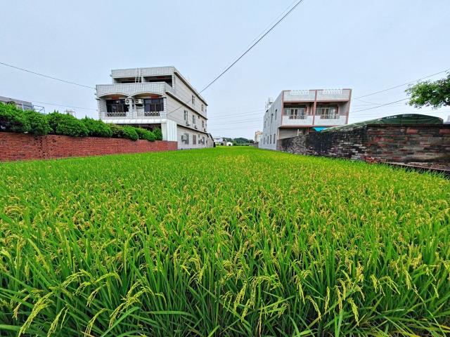 農地現況