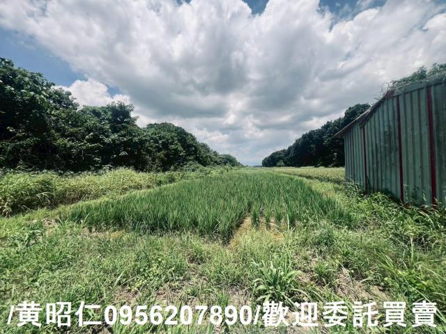麻豆農地-4