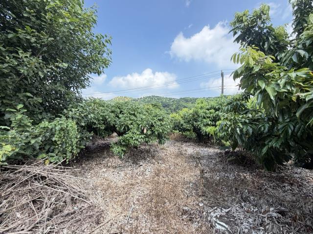 大樹農地-5