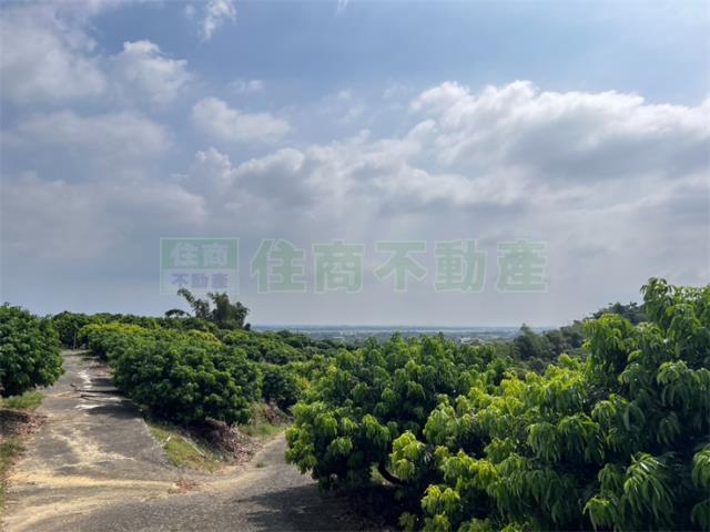 大樹農地-3